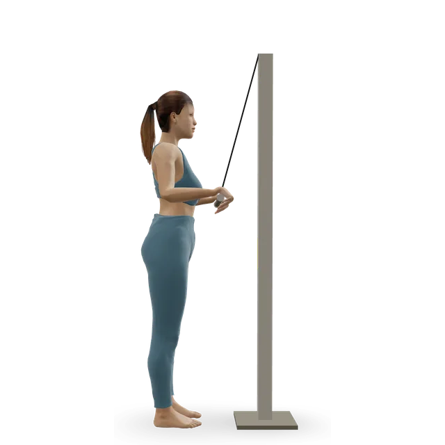 Triceps Pushdown - V-Bar Attachment demonstrated on the 3D figure
